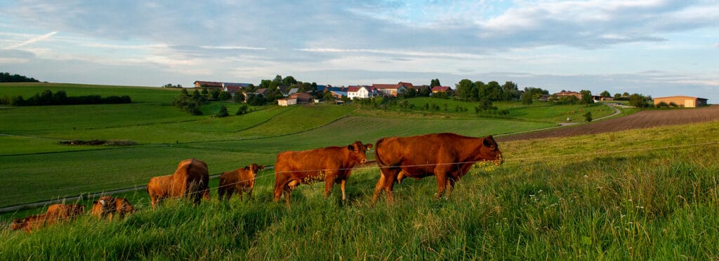 Blick auf Büchelberg mit grasenden Rindern im Vordergrund
